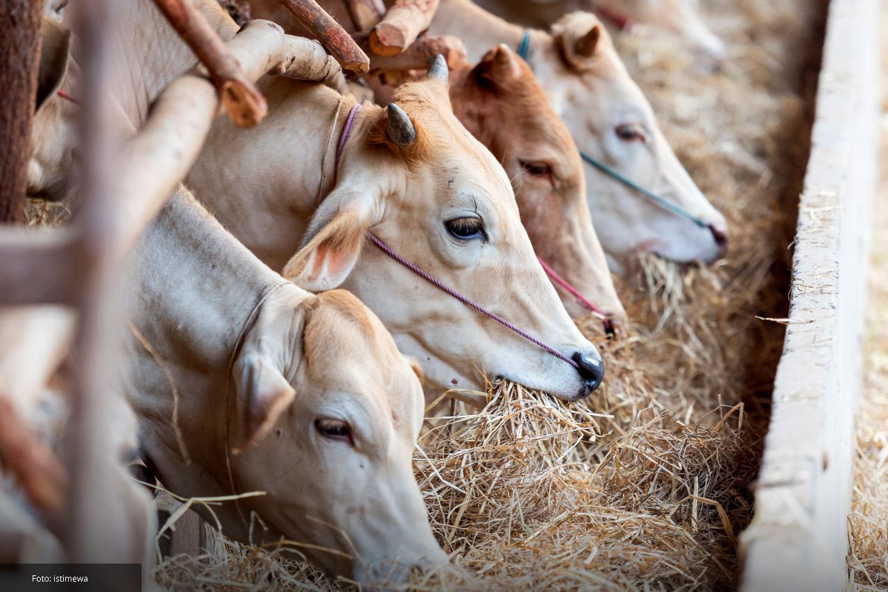 sapi qurban sukabumi 2026