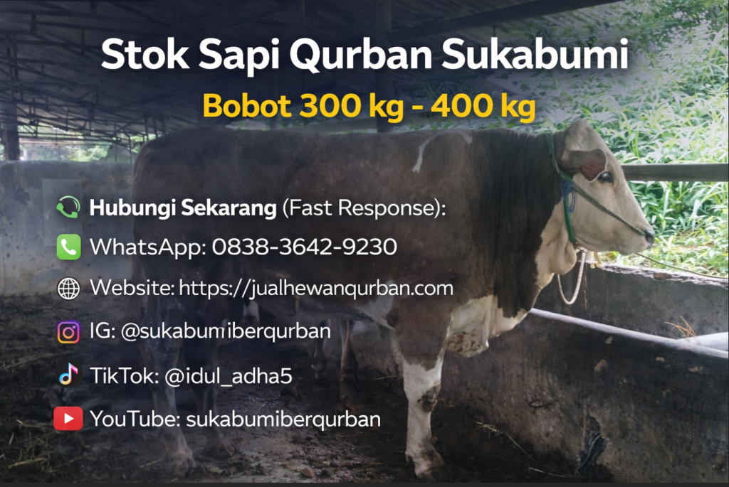 sapi qurban sukabumi