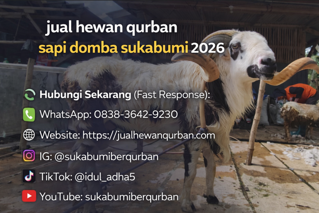 domba qurban sukabumi