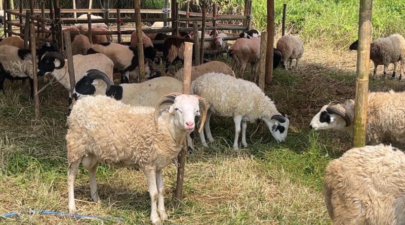 IMG-20250516-WA0032-800x445