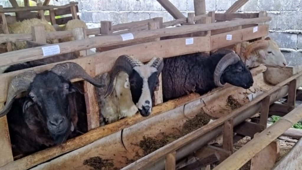 WhatsApp-Image-2025-06-03-at-16.24.18_e9632f8f