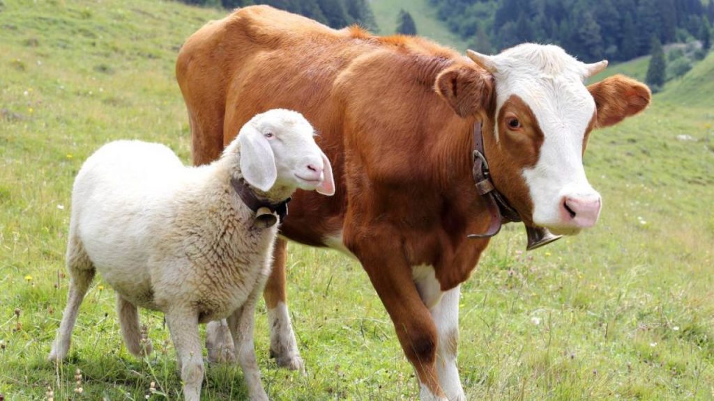 penjual sapi domba qurban sukabumi 2026