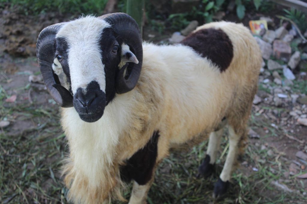 jual domba qurban sukabumi