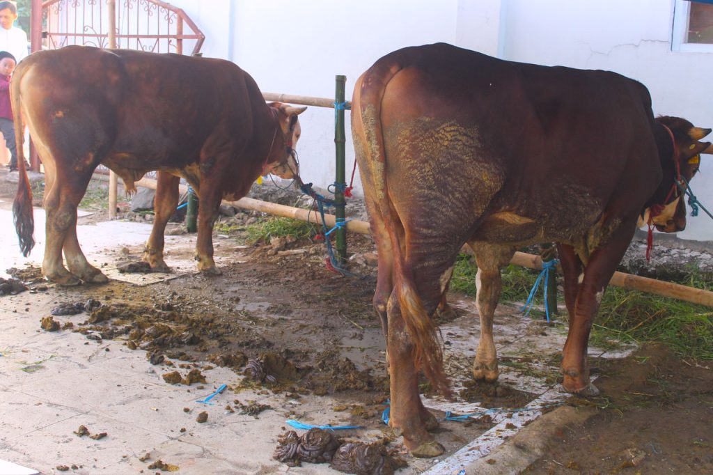 jual sapi qurban sukabumi