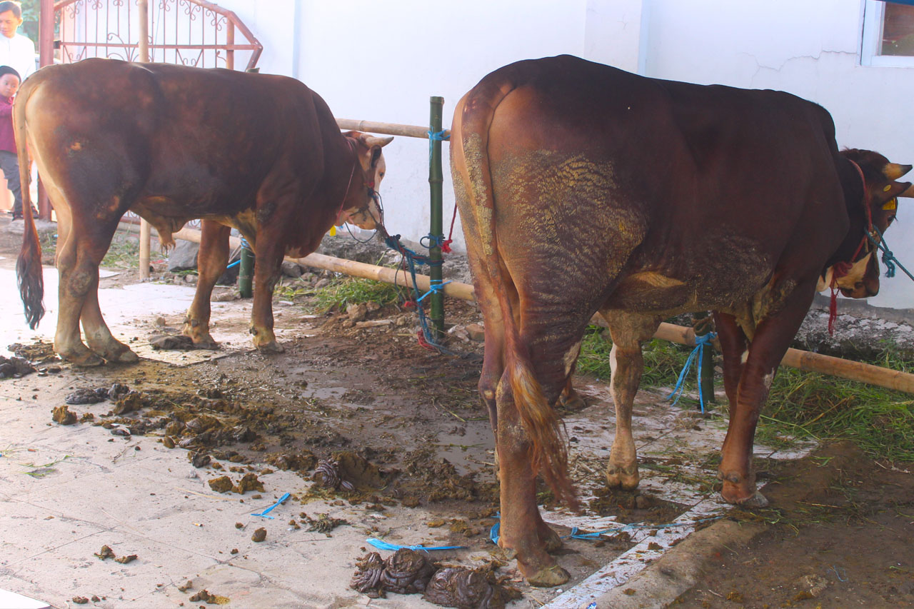 jual sapi qurban sukabumi