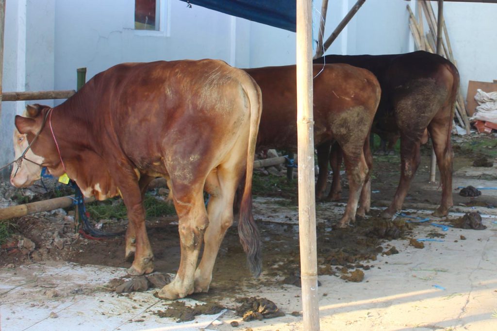 jual sapi qurban sukabumi