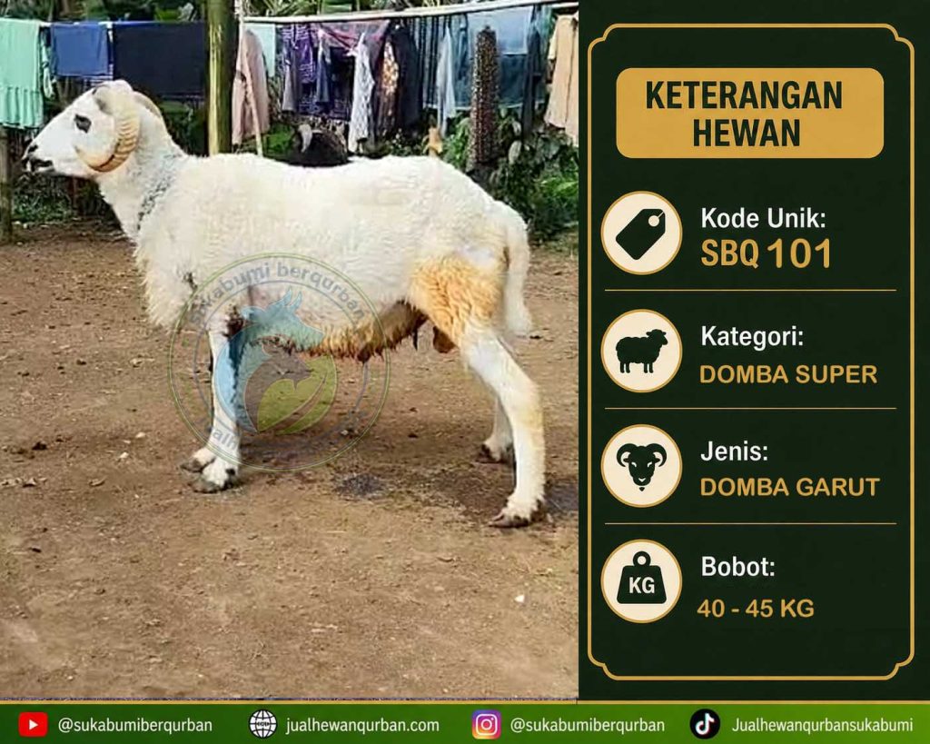 hewan qurban sukabumi