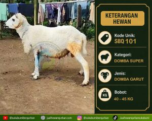 hewan qurban sukabumi