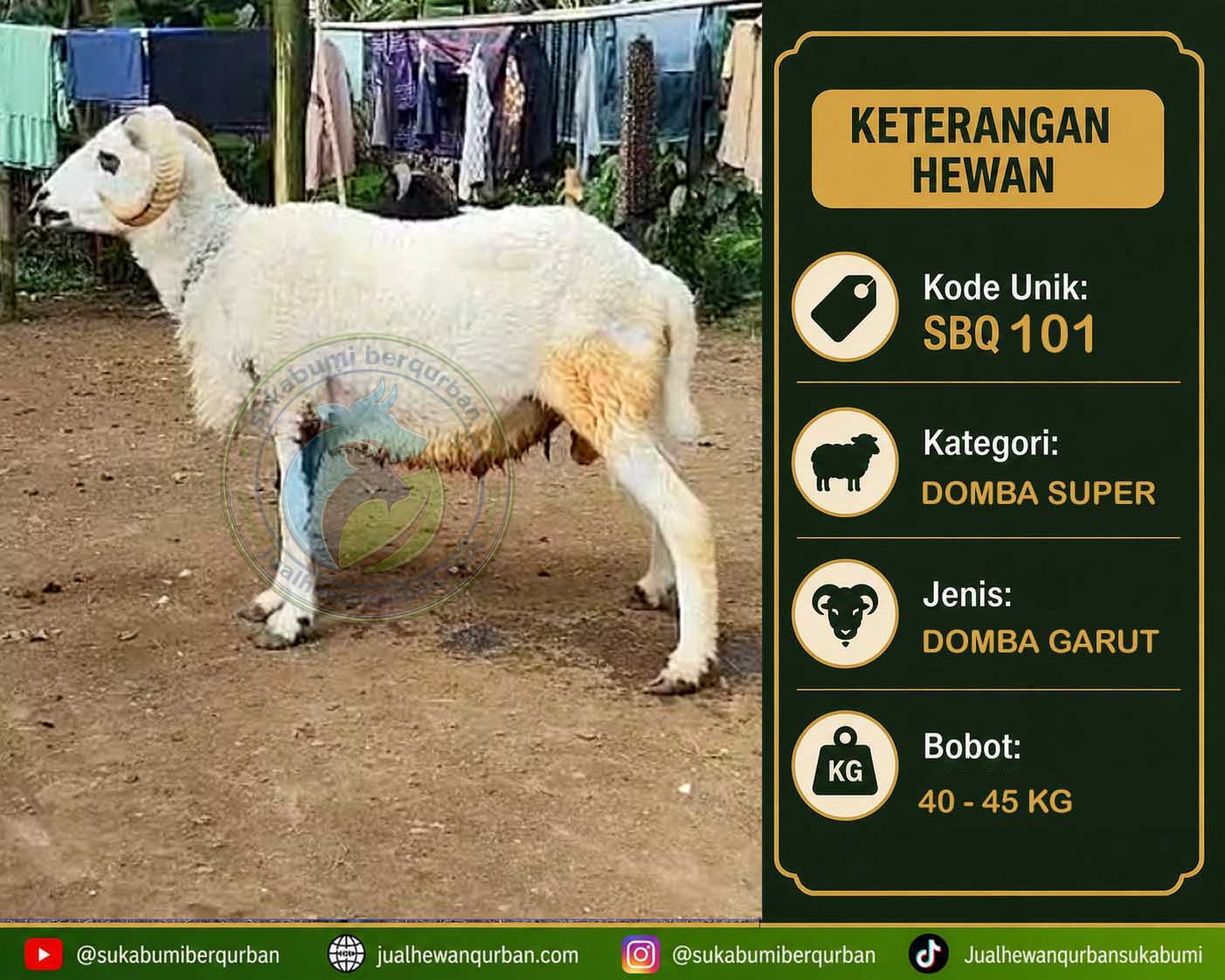 hewan qurban sukabumi