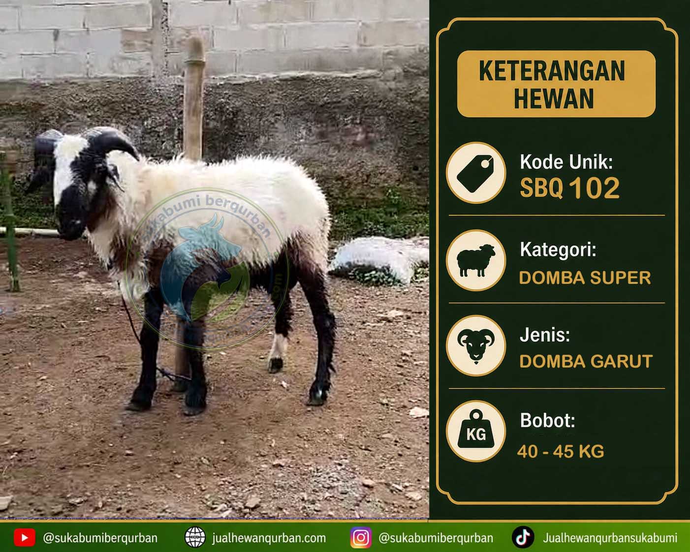 hewan qurban sukabumi
