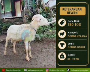 hewan qurban sukabumi