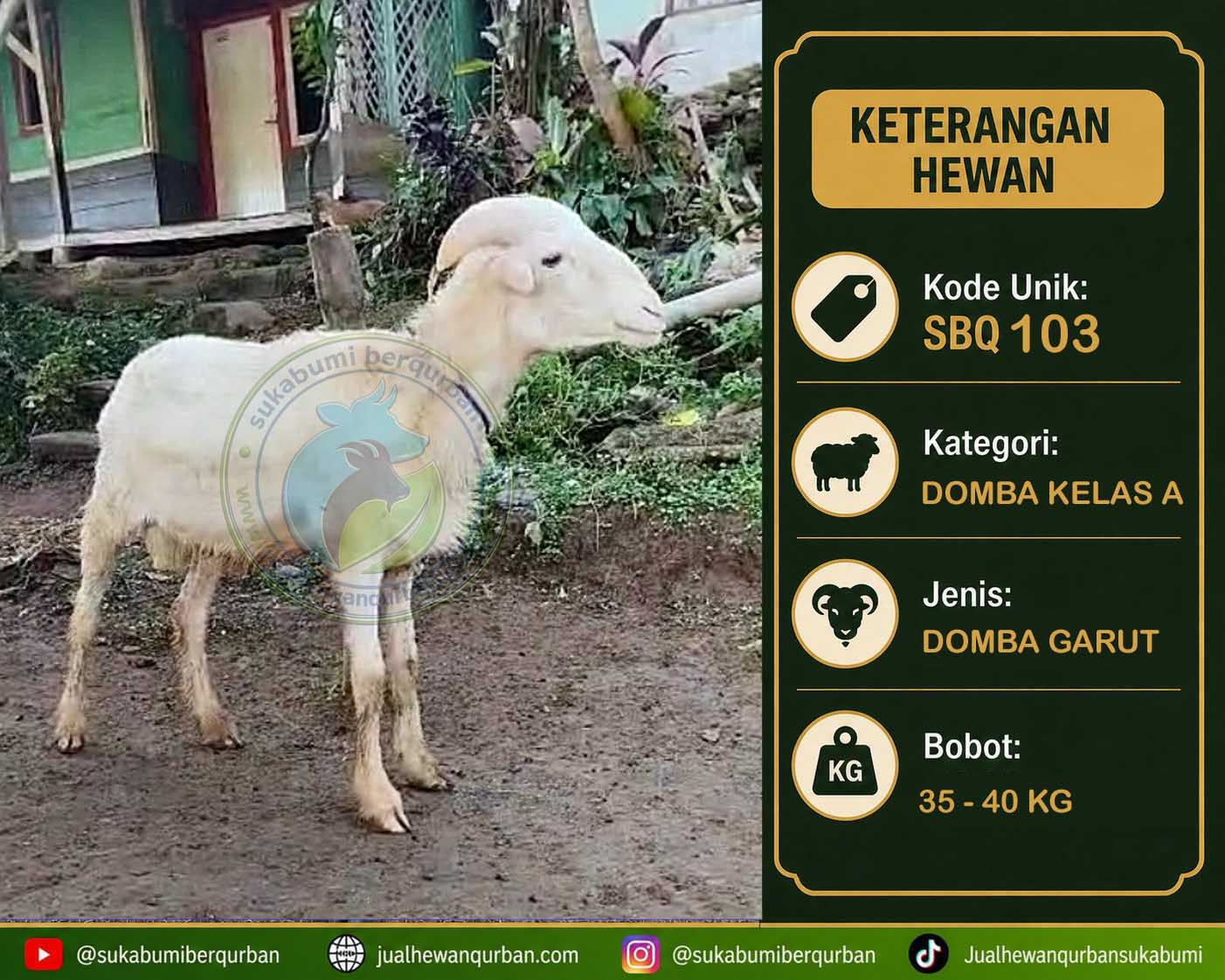hewan qurban sukabumi