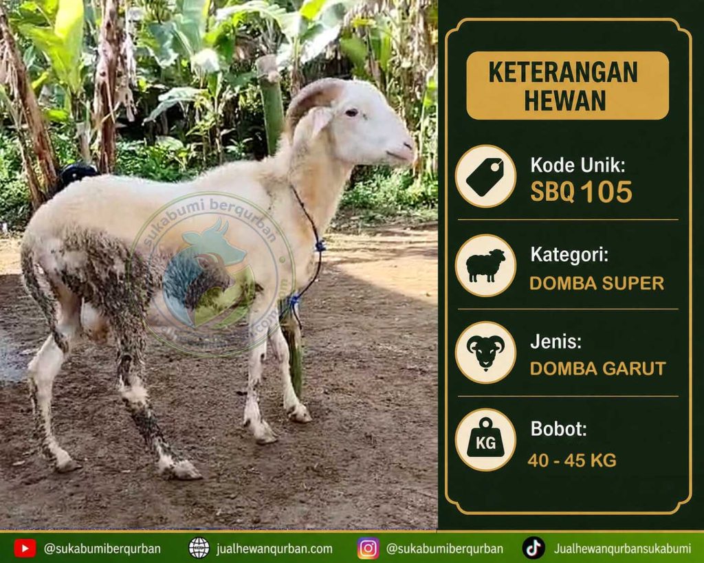 hewan qurban sukabumi