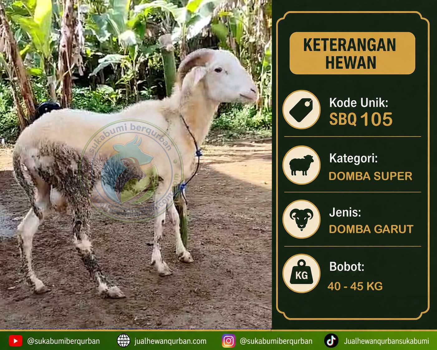 hewan qurban sukabumi