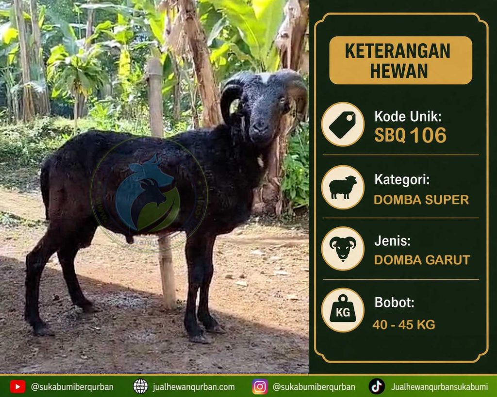 hewan qurban sukabumi