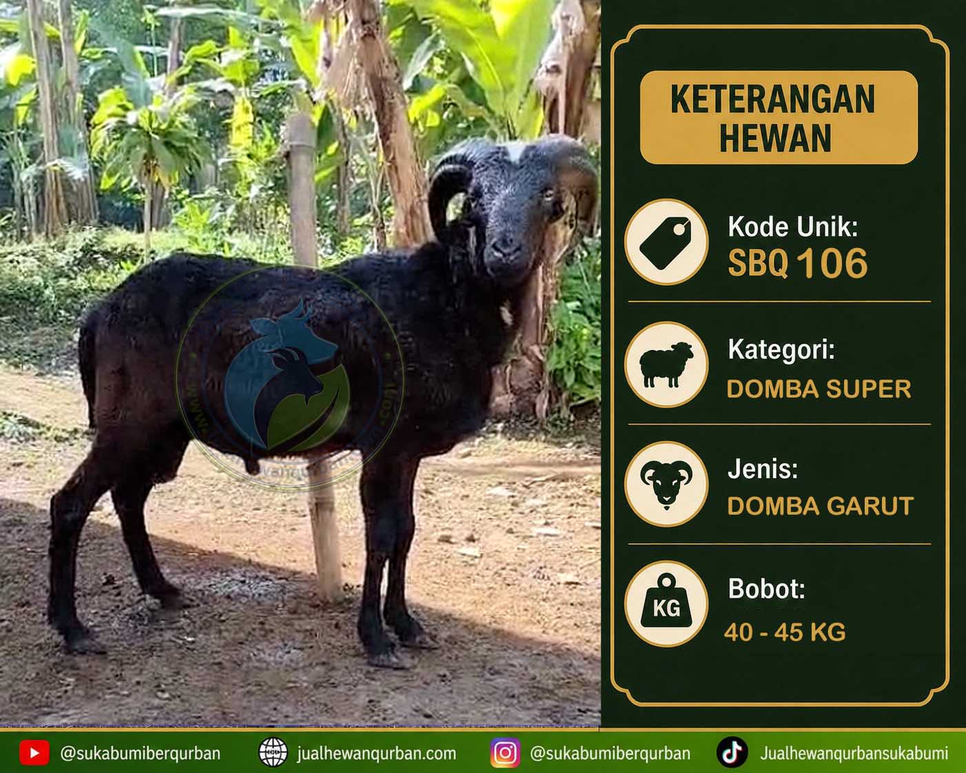 hewan qurban sukabumi