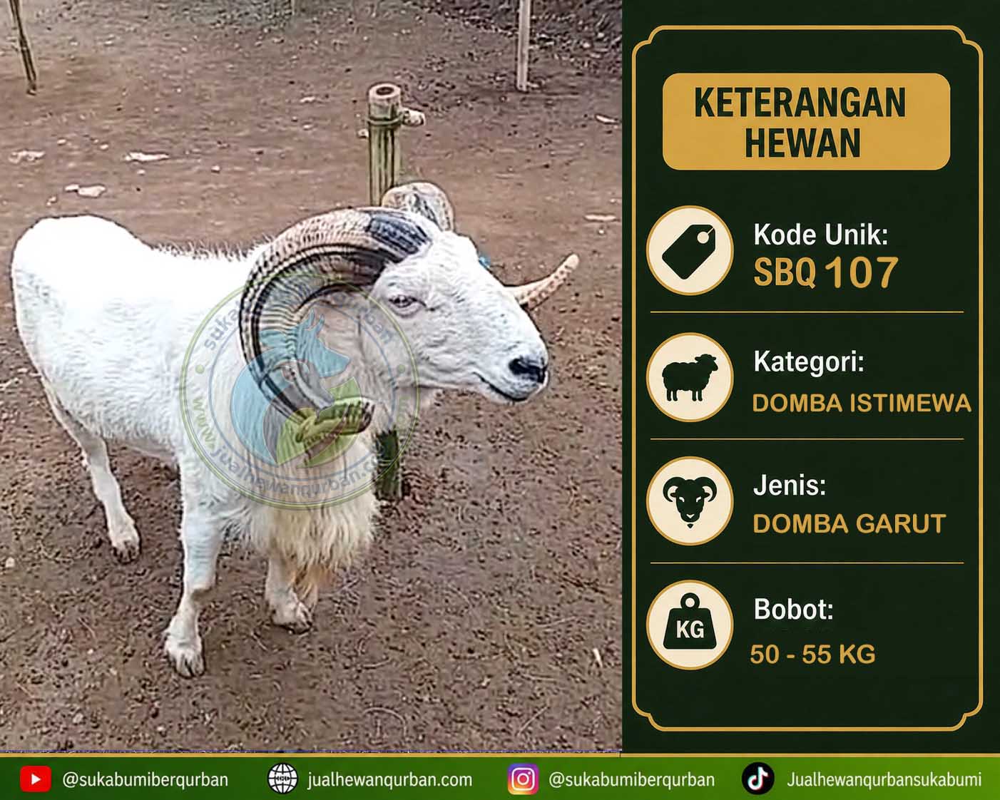 hewan qurban sukabumi