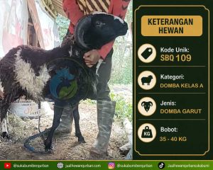 hewan qurban sukabumi