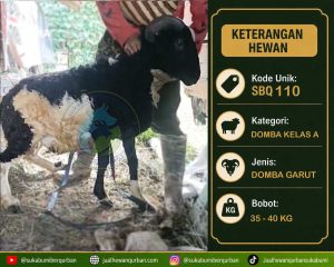 hewan qurban sukabumi