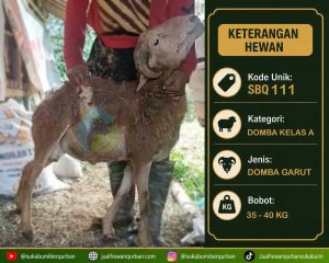 hewan qurban sukabumi