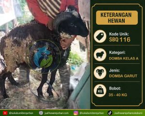 hewan qurban sukabumi