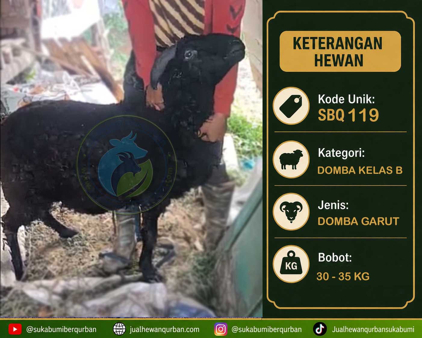 DOMBA QURBAN