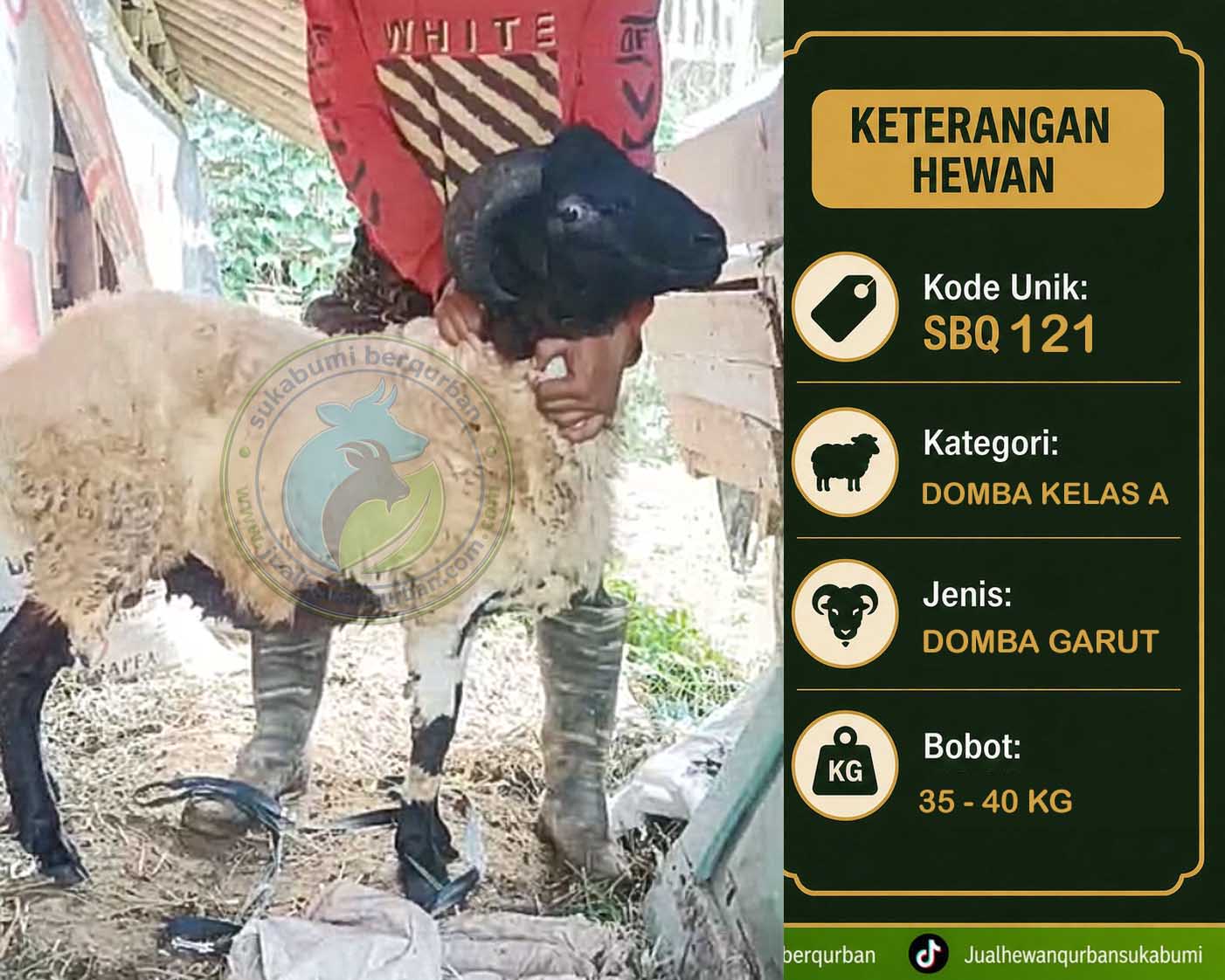domba qurban sukabumi