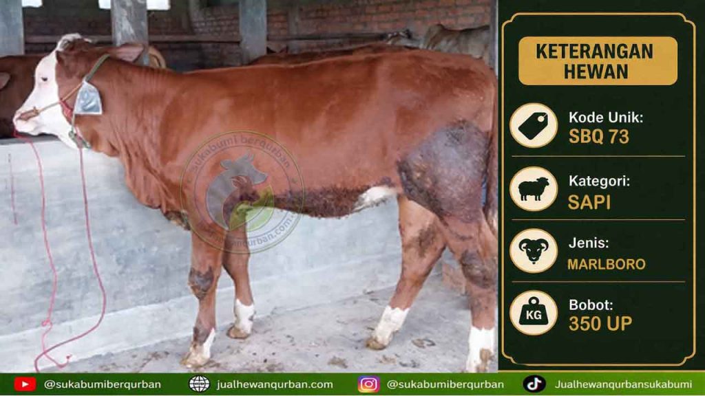 SAPI QURBAN SUKABUMI350 UP