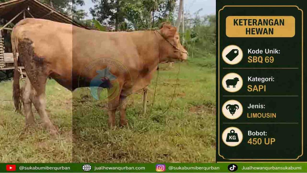 sapi qurban sukabumi