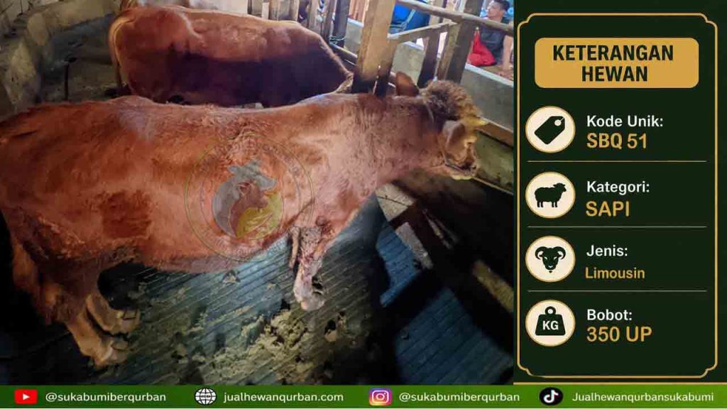 sapi qurban sukabumi