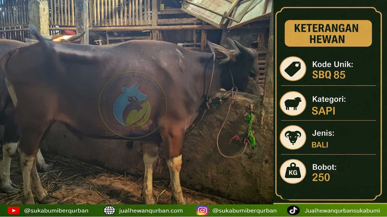 SAPI BALI 22 MEI