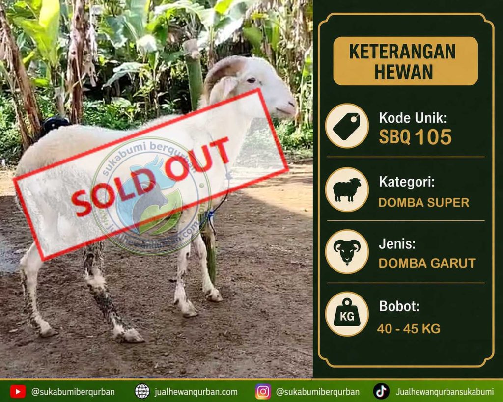 SOLD OUT DOMBA 22 mei