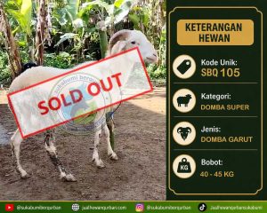 SOLD OUT DOMBA 22 mei