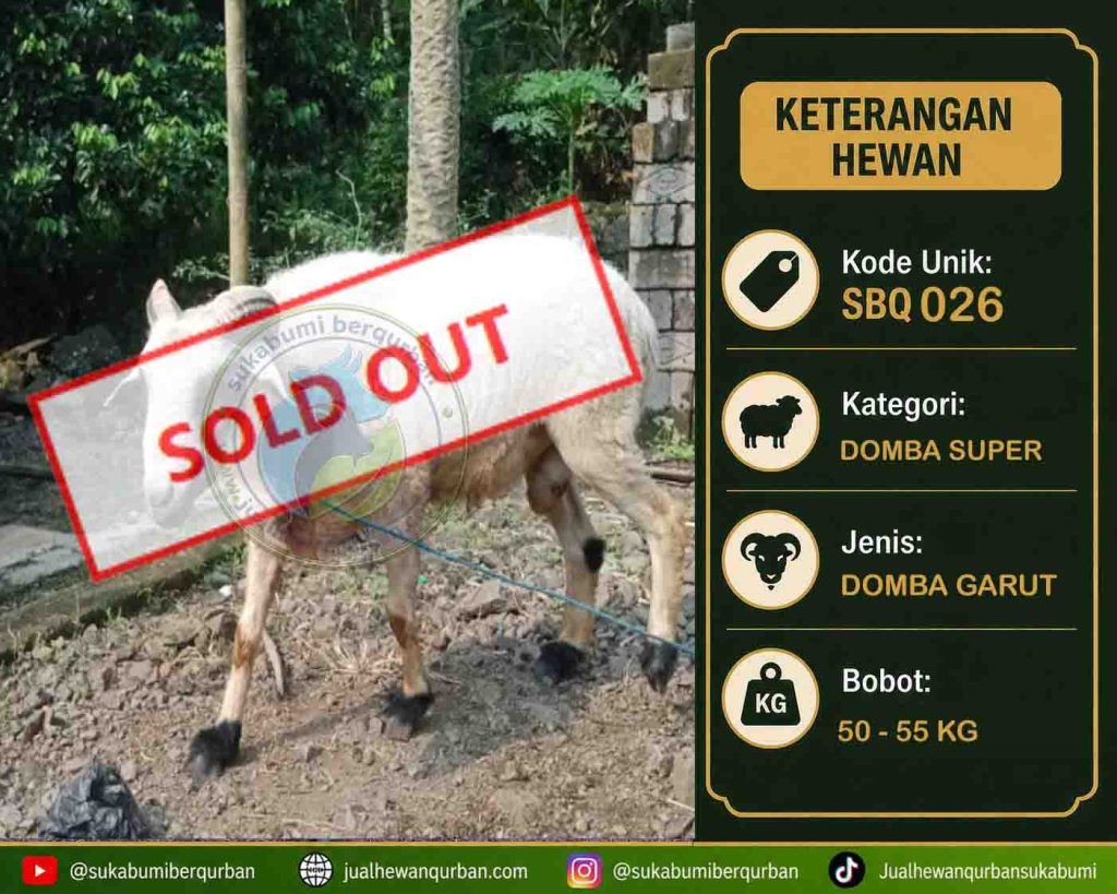 SOLD OUT DOMBA ibu nia