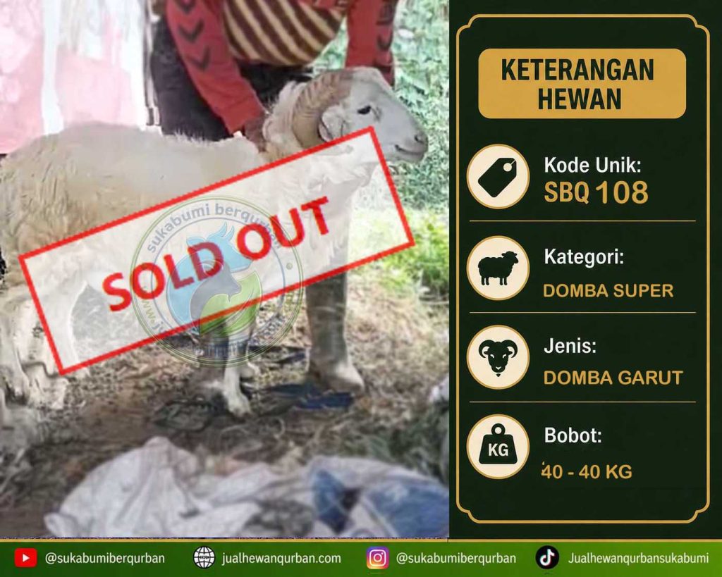 SOLD OUT DOMBA kelas A laku