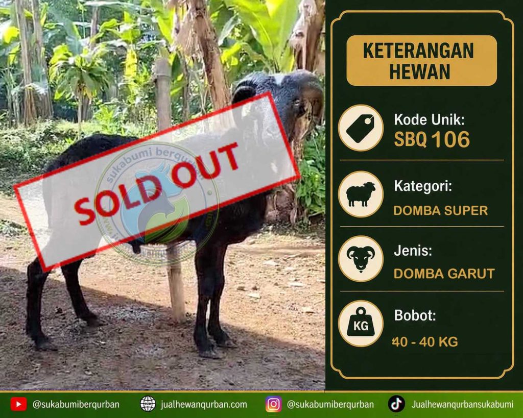 SOLD OUT DOMBA kelas super solut