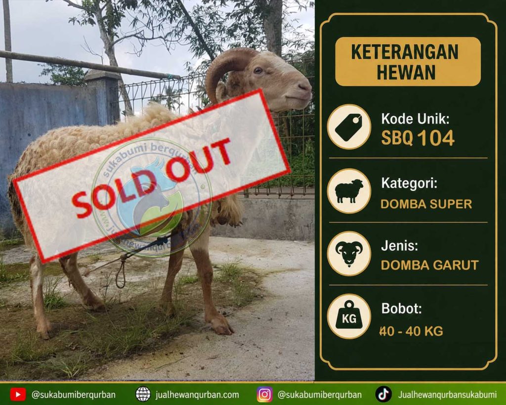 SOLD OUT DOMBA soldout kelas super