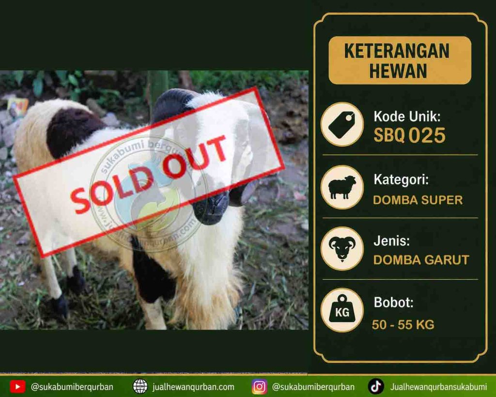 SOLD OUT domba hari ini