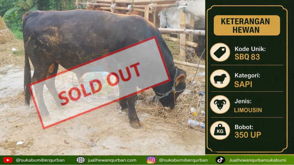 SOLDOUT SAPI