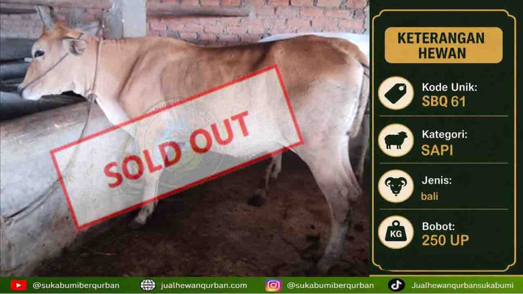 SOLDOUT SAPI 22 mei