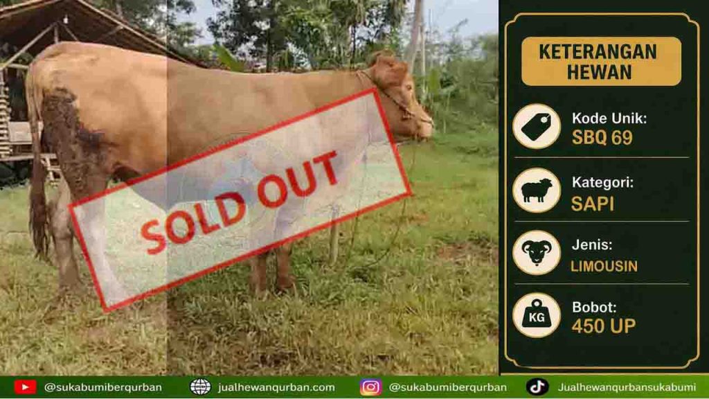 SOLDOUT SAPI istimewa