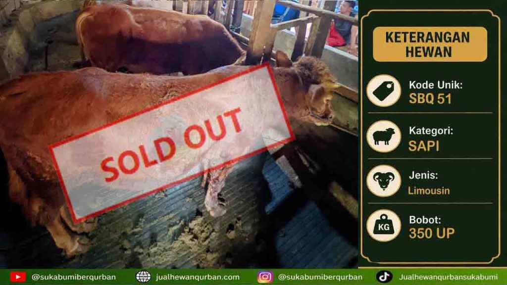 SOLDOUT SAPI kelas A