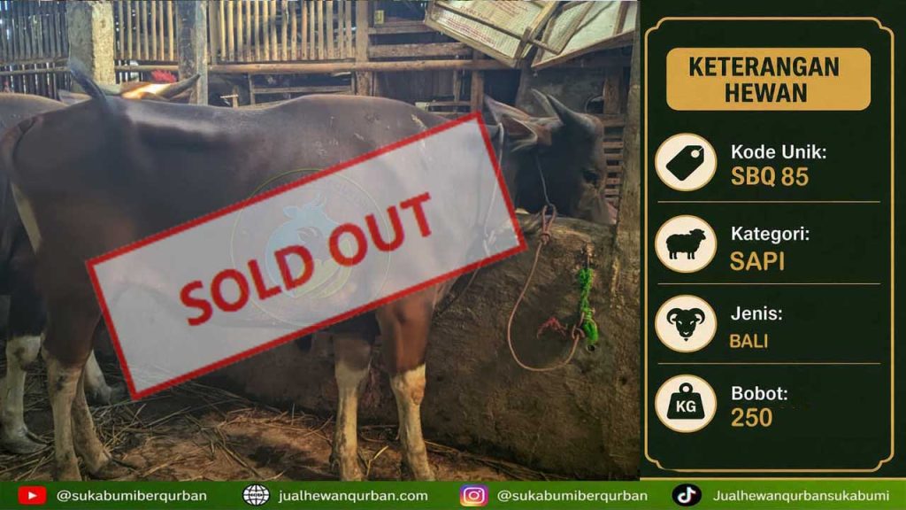 SOLDOUT SAPI kelas super A
