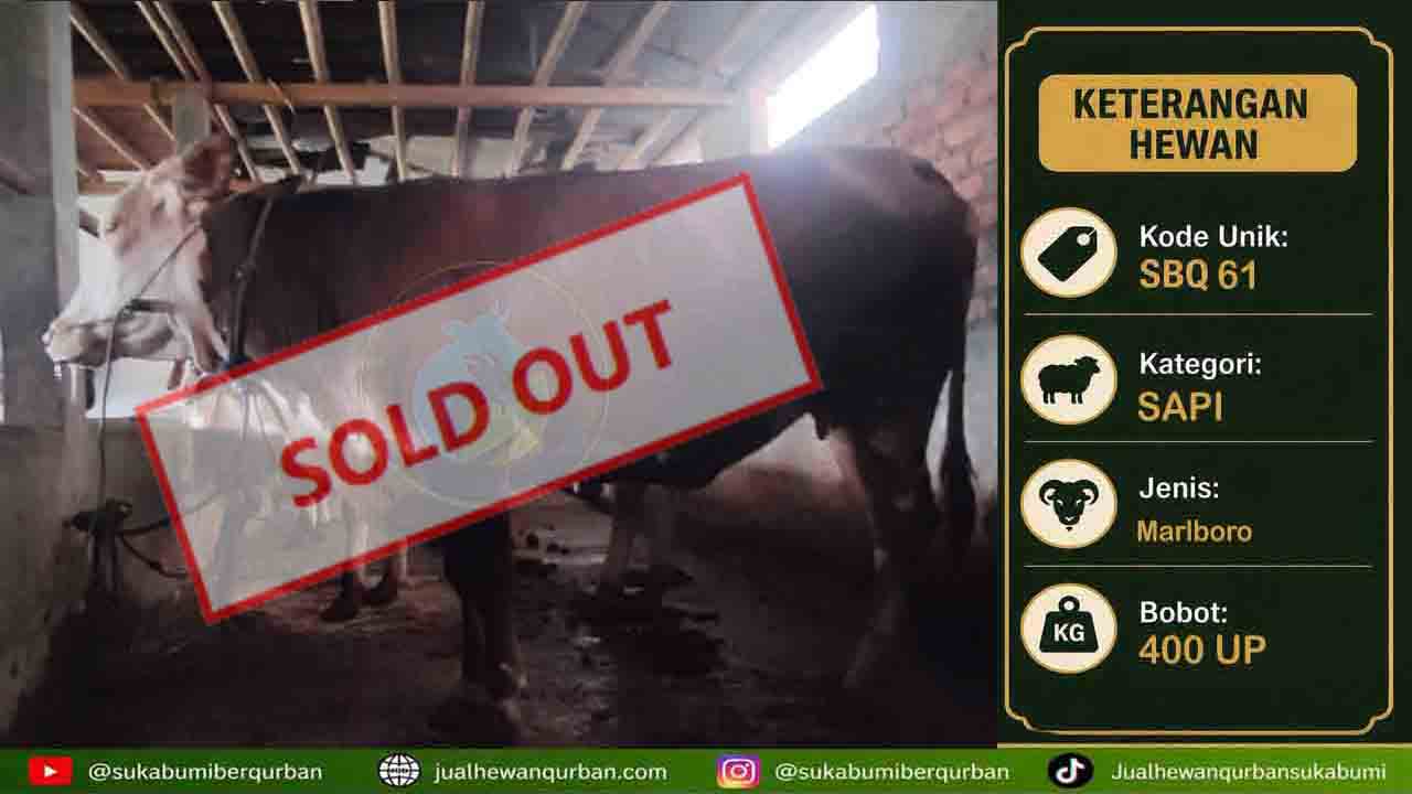 SOLDOUT SAPI limousin DKM BAITURROHIM