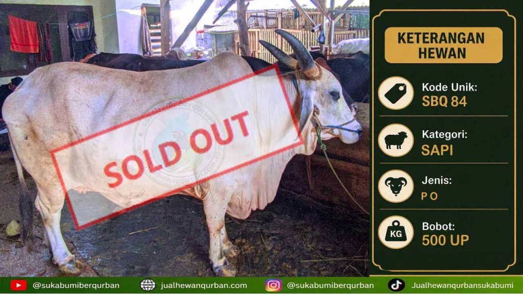 SOLDOUT SAPI super