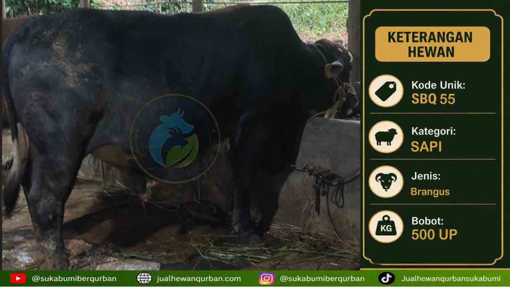 sapi qurban sukabumi