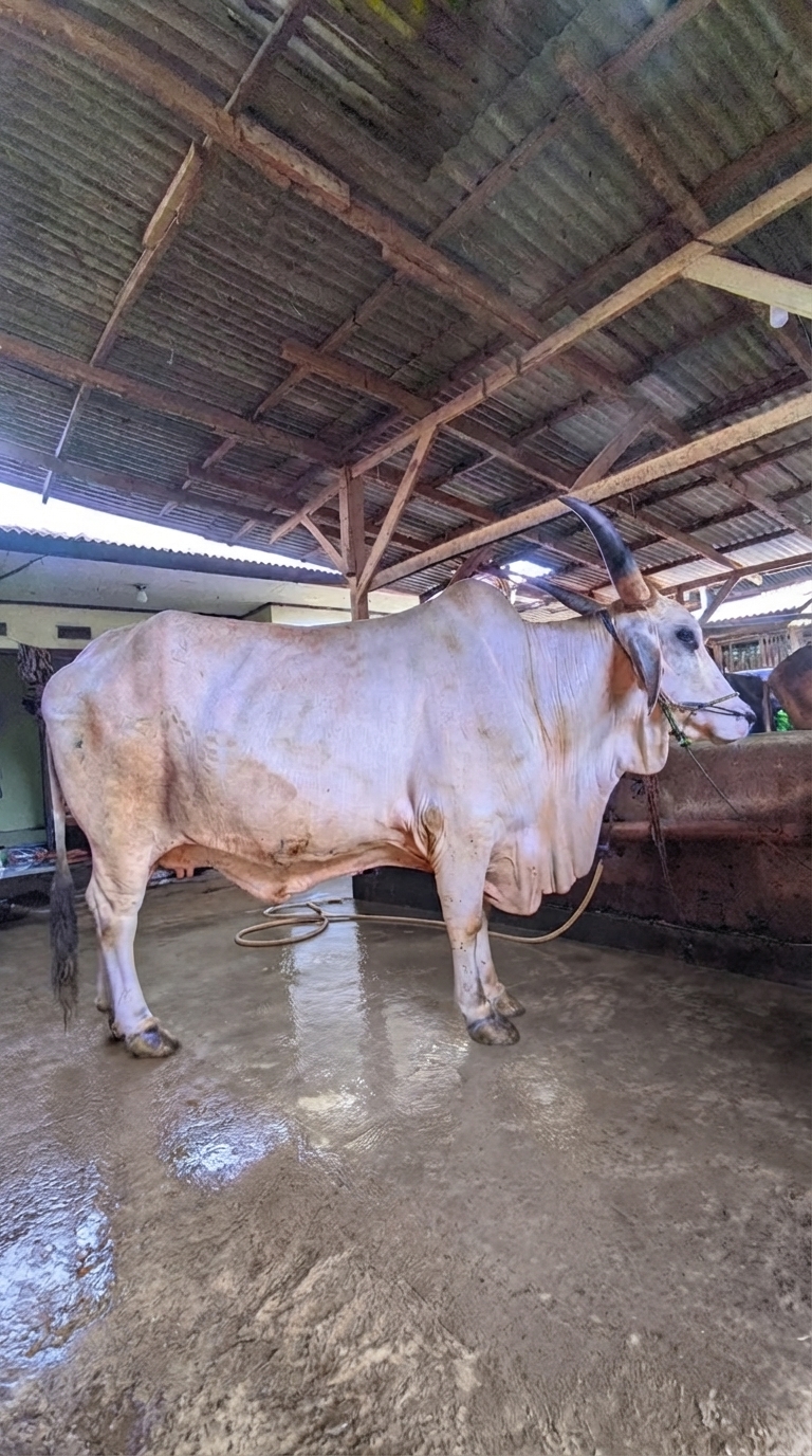 hewan qurban sukabumi