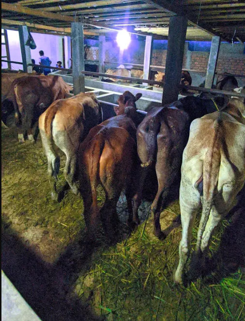 hewan qurban sukabumi (2)